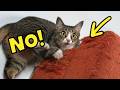 How To Tell Your Cat NO In A Way They Understand