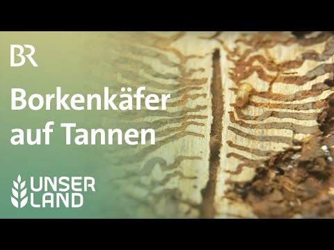 Borkenkäfer auf Tannen | Unser Land | BR Fernsehen