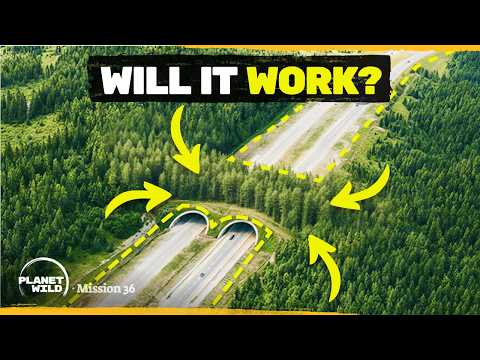 Building the world's largest wildlife corridor