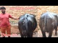 7 स्टार मुर्राह झोटिया For Sale मोनू दहिया थ