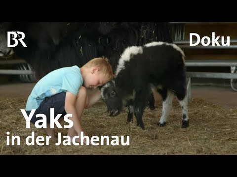 Yaks in der Jachenau: Rinder - wollige Schale, weicher Kern | Zwischen Spessart und Karwendel |  BR
