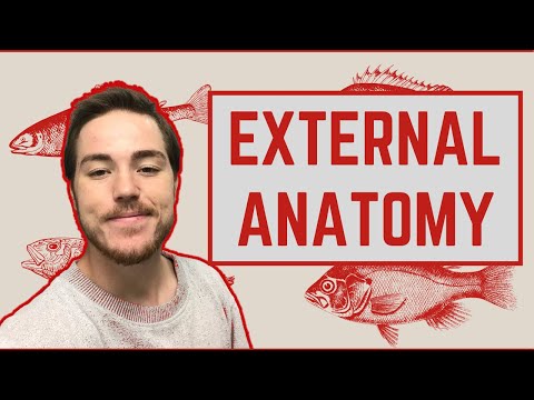 Ichthyology Lesson 3 - External Anatomy