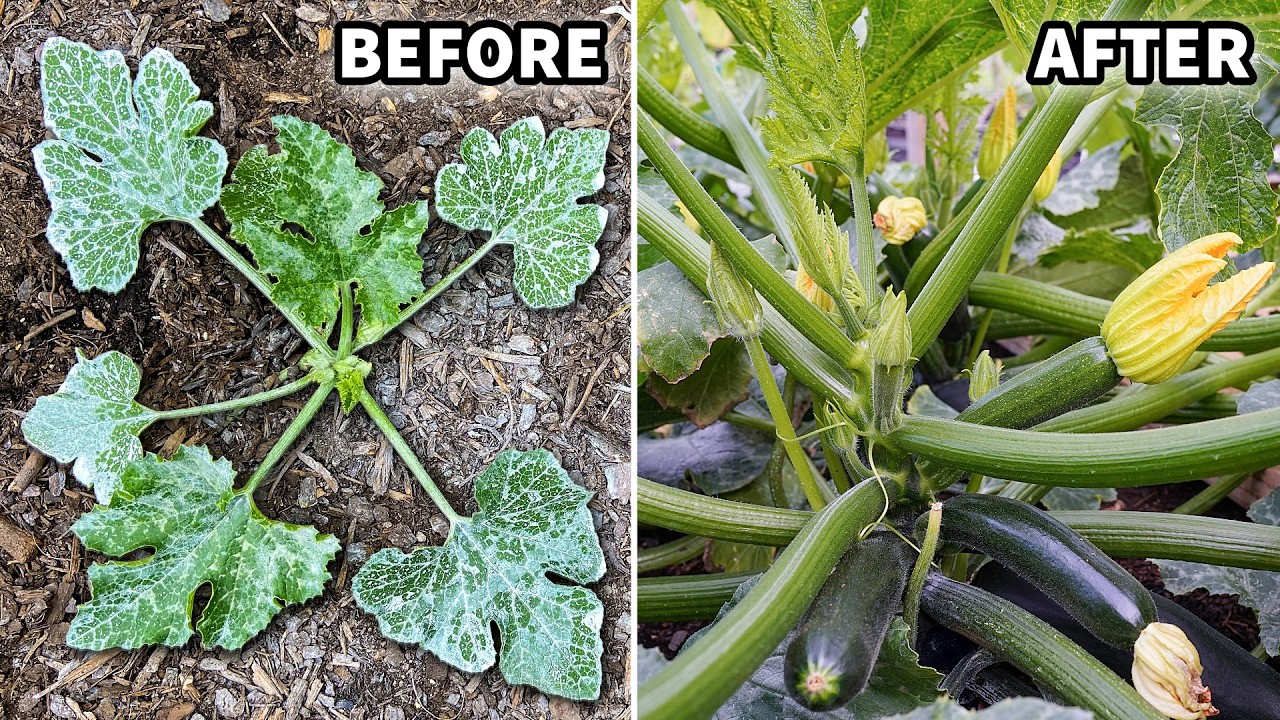 Your Zucchini Plants Will FAIL Unless You STOP Doing This!