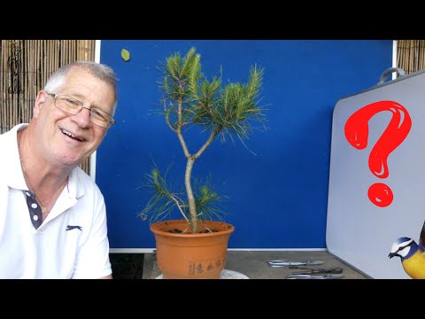 Restyling my Scots Pine Bonsai