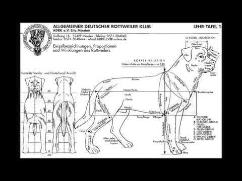 Video thumbnail for Галифе (Galliffet)