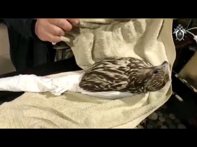 В Иркутской области осудили браконьеров, торговавших краснокнижными птицами