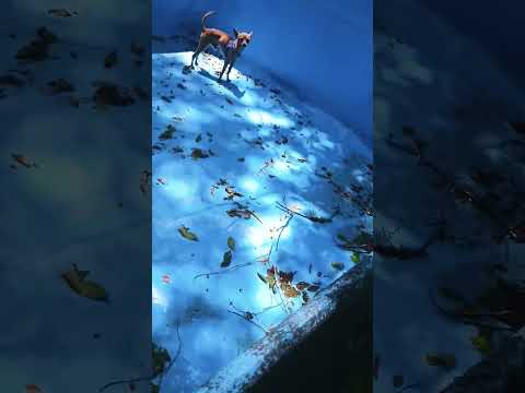 Puki Asustado #casagrande #perro #cordoba #miradacanina