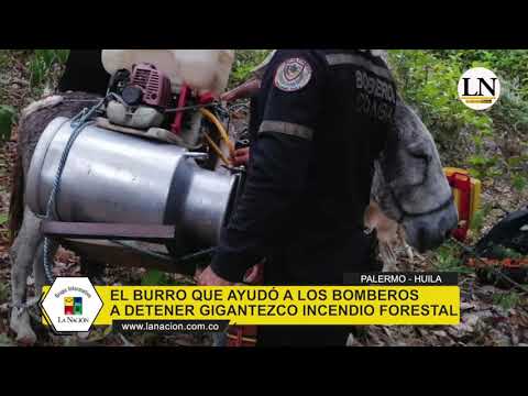 #EnVideo | 'Miguelito', el burro que ayudó a los Bomberos a frenar gigantesco incendio forestal