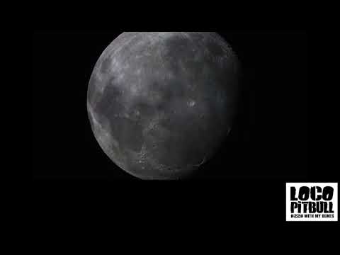 Ostras Negras - LOCO PITBULL