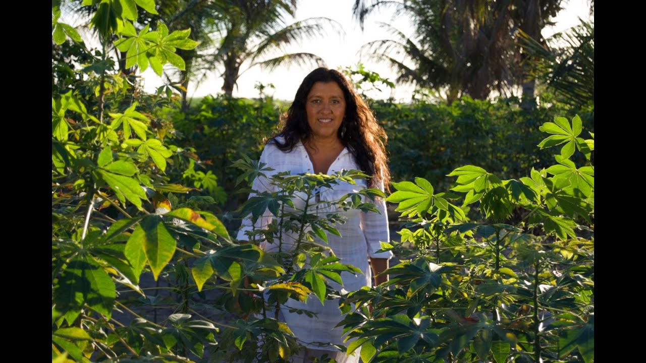 Um Pé de Quê? Mandioca