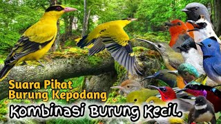 Download lagu Suara Pikat Burung Kepodang Kombinasi Burung Kecil.. mp3 Download lagu Suara Pikat Burung Kepodang Kombinasi Burung Kecil.. mp3