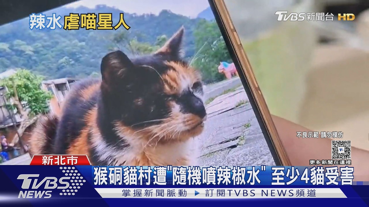 影音／猴硐貓村連環虐貓！怪男「辣椒水噴眼」貓痛流白涕　全網緝凶