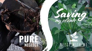 Saving my houseplants (from myself lol)