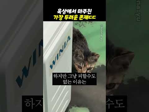 옥상에서 마주친 가장 두려운 존재ㄷㄷ