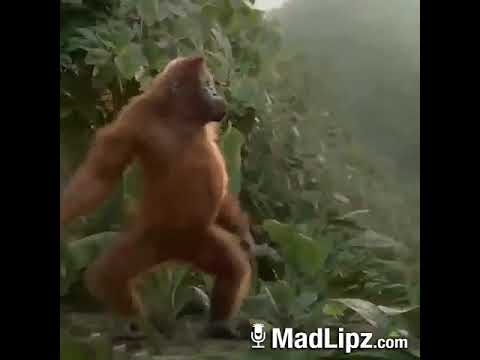 La scimmia più divertente del mondo