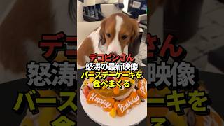 【超速報】🐶デコピンがケーキを食べる！大谷翔平選手が最新映像を公開！真美子夫人もお菓子が大好き！#shorts #大谷翔平 #野球