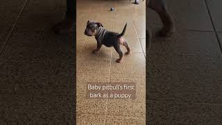First Bark! #dog #puppy #cute #baby #pitbull #family #vacation #travel #brazil #subscribe #shorts