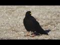 gracchi alpini in Lessinia - Pyrrhocorax graculus - Alpine chough
