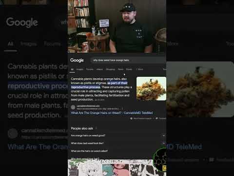 Why Does Weed Have Orange Hairs? Ask Google