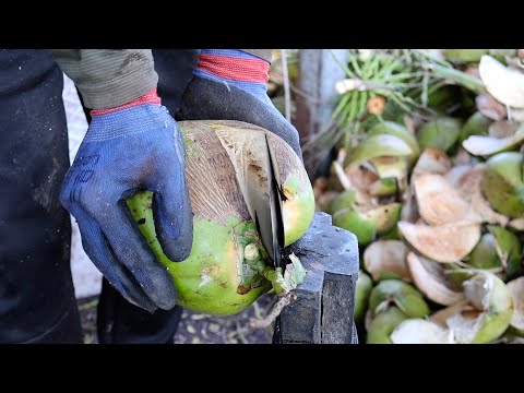 Harvest Season! Amazing Coconut Cutting Skills - Thai Street Food