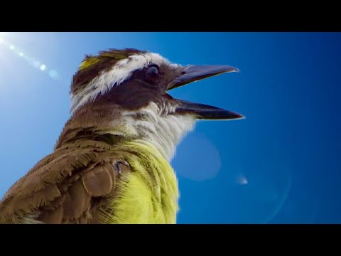 Great Kiskadee Calling