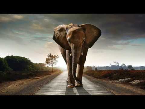 Ten Walls - Walking With Elephants (3 Blind Mice, DaLoops & Freejak Re-Slick)