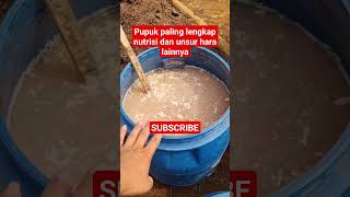 Download lagu pembuatan POC kualitas terbaik #pupukorganik #airbakterimikrobaimo #viral #pupukkompos #meledak #fyp mp3