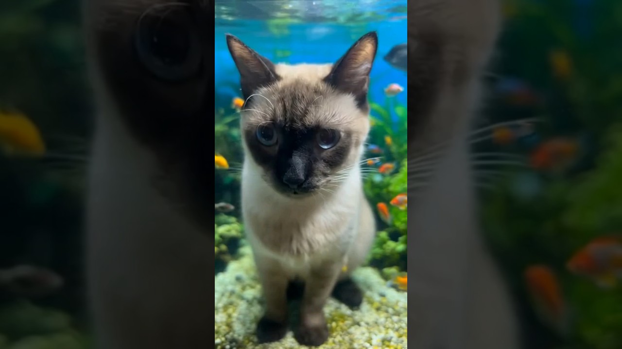 AIcat#shorts #funny #cat#シャム猫#ガッツ#16歳10ヶ月