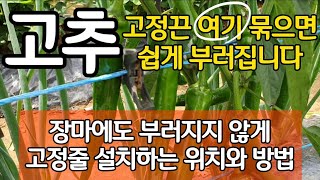 고추 고정끈 여기 묶으면 쉽게 부러집니다 - 장마에도 부러지지 않게 고정줄 설치하는 위치와 방법