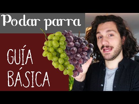 , title : '🍇UVAS🍇 Cómo PODAR PARRA - Cuidados VID, uva blanca y uva morada'