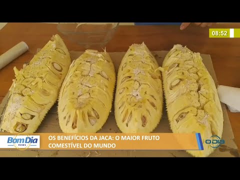 Os benefícios da Jaca, o maior fruto comestível do mundo 19 07 2021