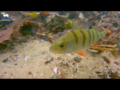 Barsche im Werbellinsee