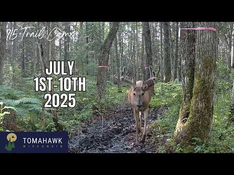 July 1st-10th 2025 Tomahawk Wisconsin Trail Camera Highlights