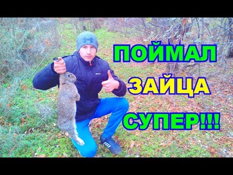 Поймать зайца выражение. Басташич л. За двумя зайцами фразеологизм. Ловля зайца капканами зимой. Поймать зайца выражение.