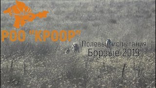 Показать как ловят борзые зайца русака