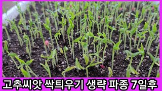 고추씨앗 싹틔우기 안하고 파종 7일후~잘록병 원인및예방 고추 다분지재배 및 삽목 계획 귀농귀촌,전원일기  고…