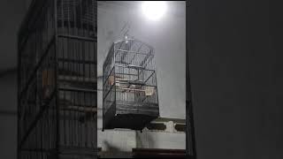 Download lagu trucuk lokal' Pekalongan ropelan pelan borak barik borok cikrok angkless #kicaumania #trucukangacor mp3