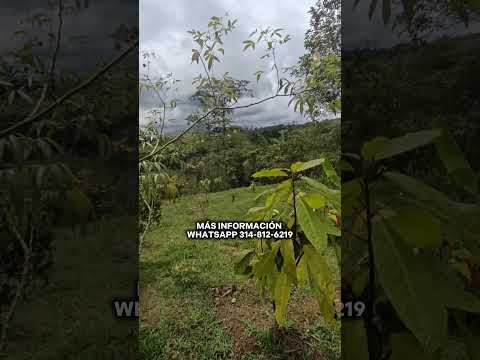 SE VENDEN 2 HECTÁREAS EN LEJANIAS, META COLOMBIA 🇨🇴 #fincasenventa #lejaniasmetacolombia