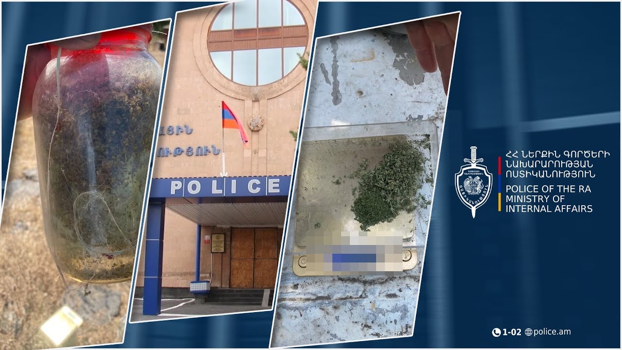 Հայտնաբերվել է առանձնապես խոշոր չափերի մարիխուանա․ Կոտայքի քրեական ոստիկանների բացահայտումը