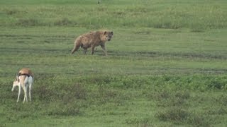 preview picture of video 'Hyena, Gazelle and Flamingos - Safari Ngorongoro Crater Africa'