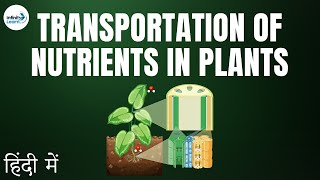 Life Processes - Lesson 26 | Transportation in Plants - in Hindi (हिंदी में ) | Don't Memorise