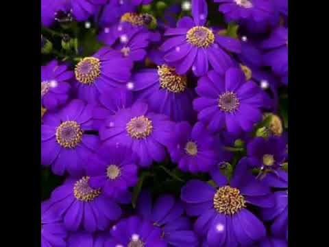 ١٩ أغسطس، ٢٠١٧