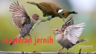 Download lagu gereja vs cililin masteran terbaik untuk kicau mania. 2 jam non stop mp3