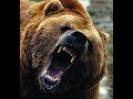 Grizzly Attack It Finally Happened