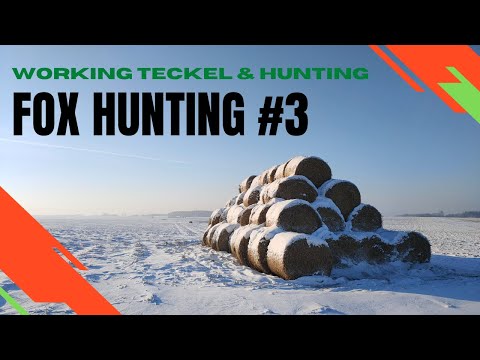 POLOWANIE NA LISY Z JAMNIKIEM - Fox hunting with dachshund (teckel) #3