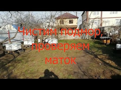 Чистим подмор, смотрим наличие маток.