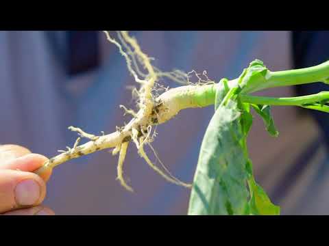 InVigor in a Minute | Effective Clubroot Management | BASF