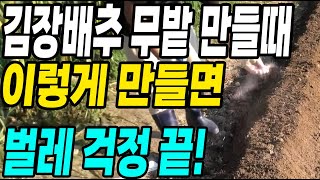 김장배추 무밭 이렇게 만들면 벌레걱정 끝! 벌레가 사라지고 배추무농사 대박!