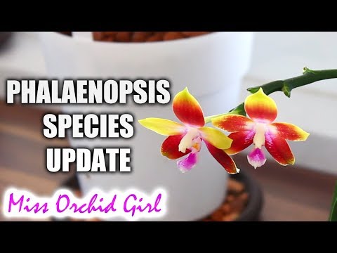 Phalaenopsis Orchids update - the summer bloomers