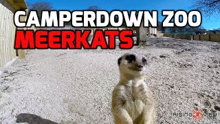 Camperdown Park Wildlife Centre Dundee with the Meerkats GoPro Hero 3